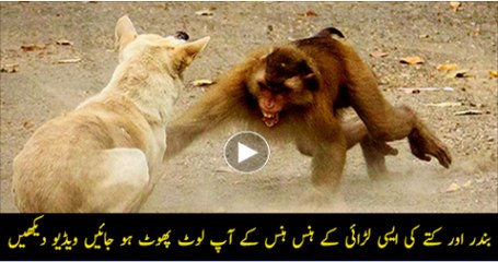 Crazy-Monkey-Vs-Mad-Dog--Really-Funny--MUST-WATCH