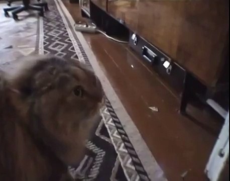 Кот который умеет разговаривать