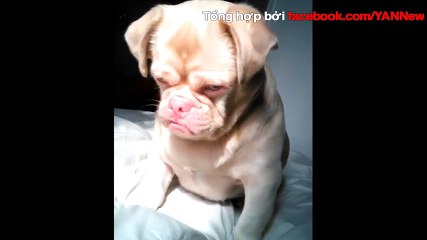 Chú chó có gương mặt rầu đời nhất thế giới