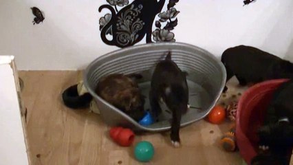 71ème vidéo Le petit délire de MORGANE de STAFFORDLAND