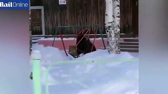 Hilarious moment bear attempts to get onto swing for childern Daily Mail Online