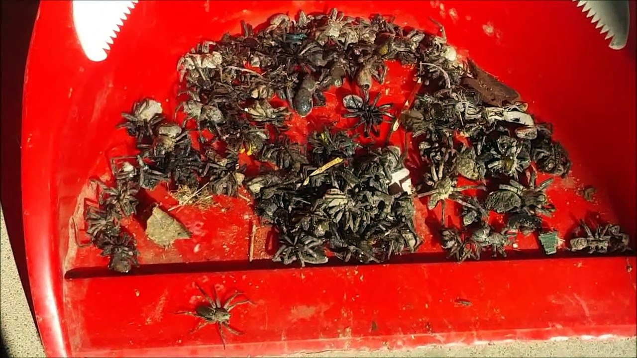 Rising lake levels cause spider infestation in Australian home