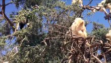 Certamente o "Mannequin Challenge" mais surpreendente que vais ver hoje