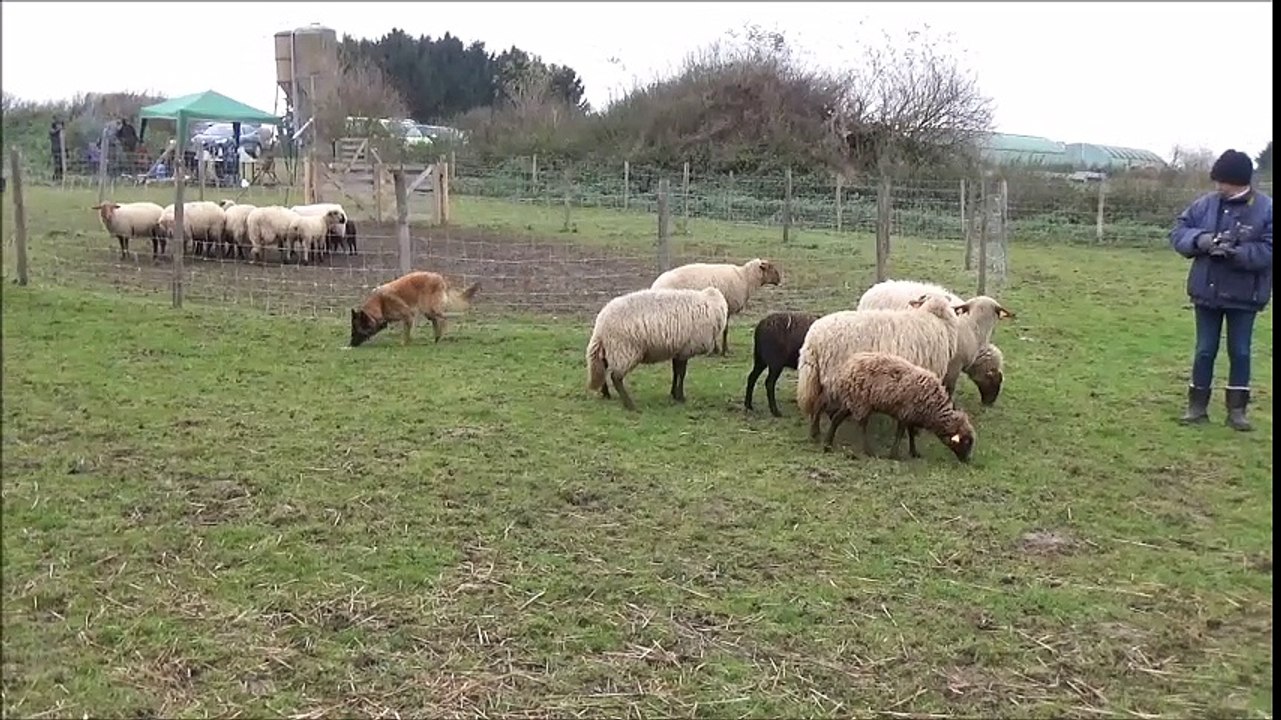 La Ckaliksou Elevage de Tervueren : Nickel au troupeau nov. 2016