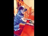 Un perro realiza el 'mannequin challenge' y se hace viral