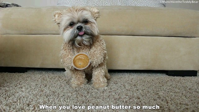 Munchkin the Teddy Bear loves peanut butter