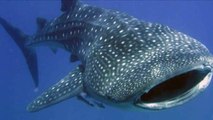 Diving with gigantic whale sharks in the Galapagos