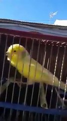 canari chante chardonneret