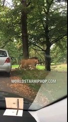 Wasn't Ready: Baby Vomits All Over Mom After Seeing Lions! Ne