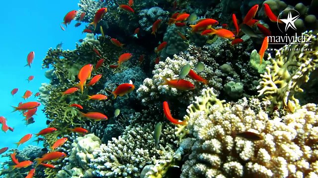 Sharm El Sheikh Dive Trip