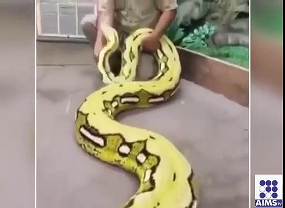 دنیا کا سب سے بڑا اژدھا انسان کا دوست