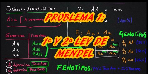 PROBLEMA 1 RESUELTO. Aplicación de 1ª y 2ª Ley de Mendel
