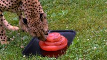 Cheetah Savanna Turns 4 - Cincinnati Zoo