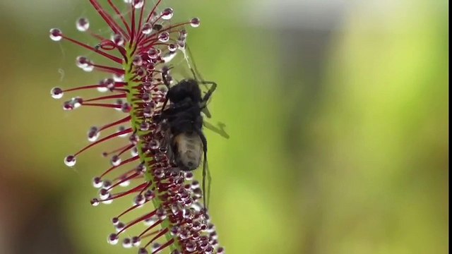 Ağır Çekim Görüntü Eşliğinde Etçil Bitkinin Avlanışı