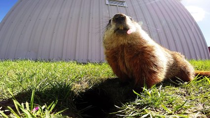 Gopher pauses for big yawn in front of hidden camera