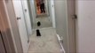 Puppy Freaks Out Upon Seeing Himself in Mirror