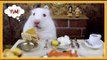 Hamster Eats Teeny Tiny Thanksgiving Dinner