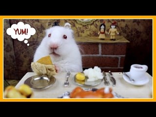 Hamster Eats Teeny Tiny Thanksgiving Dinner