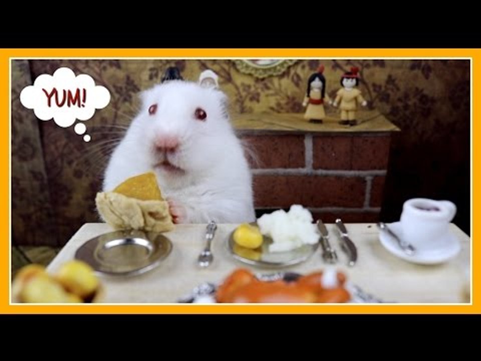 Hamster Eats Teeny Tiny Thanksgiving Dinner