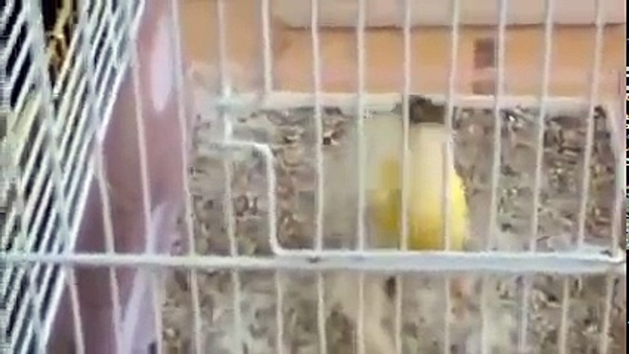 Ternak Kenari - Tutorial Cara Ternak Kenari Terbaru 2016