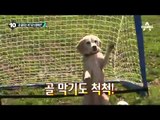 9살 견공 ‘푸린’, 공 굴리기 기네스북 올라_채널A_뉴스TOP10