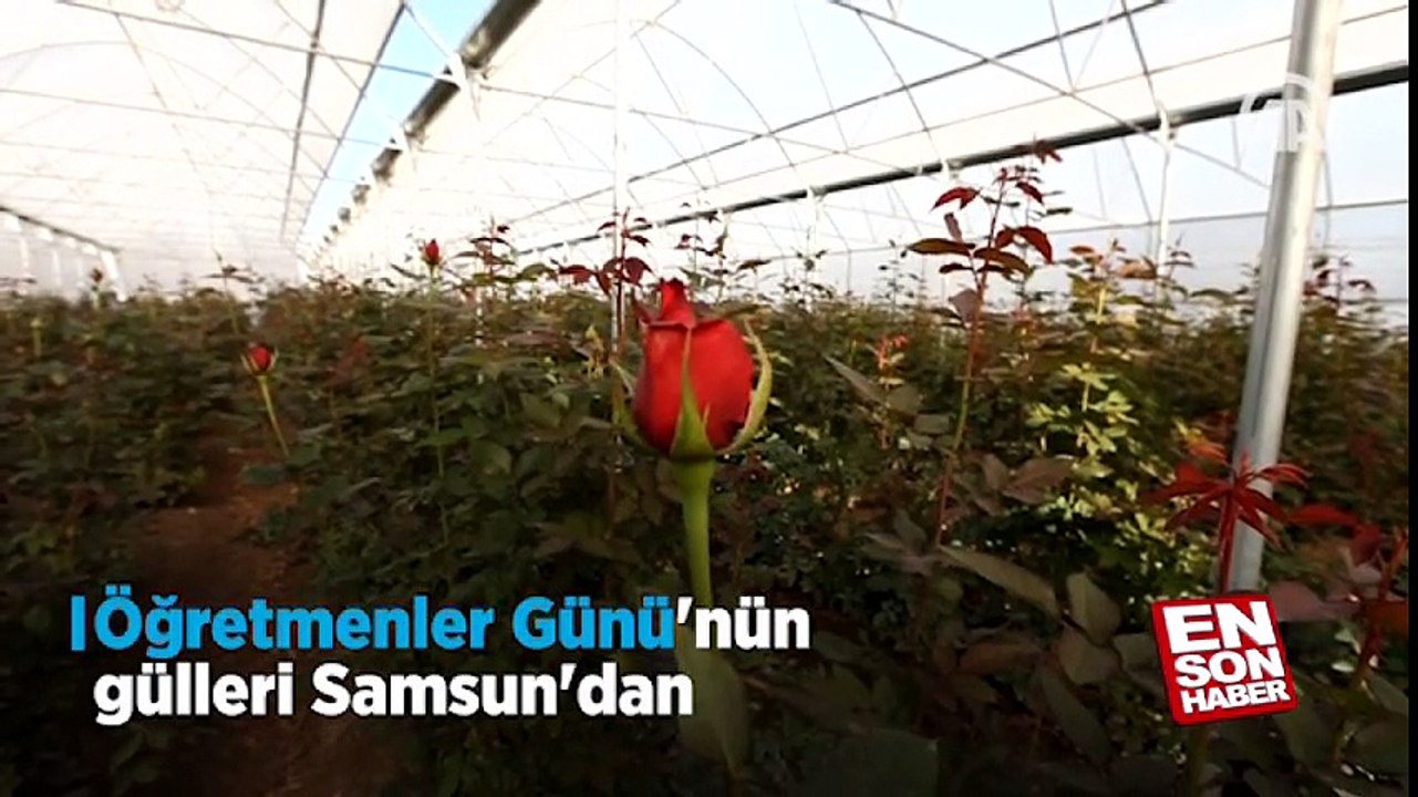 Öğretmenler Günü'nün gülleri Samsun'dan