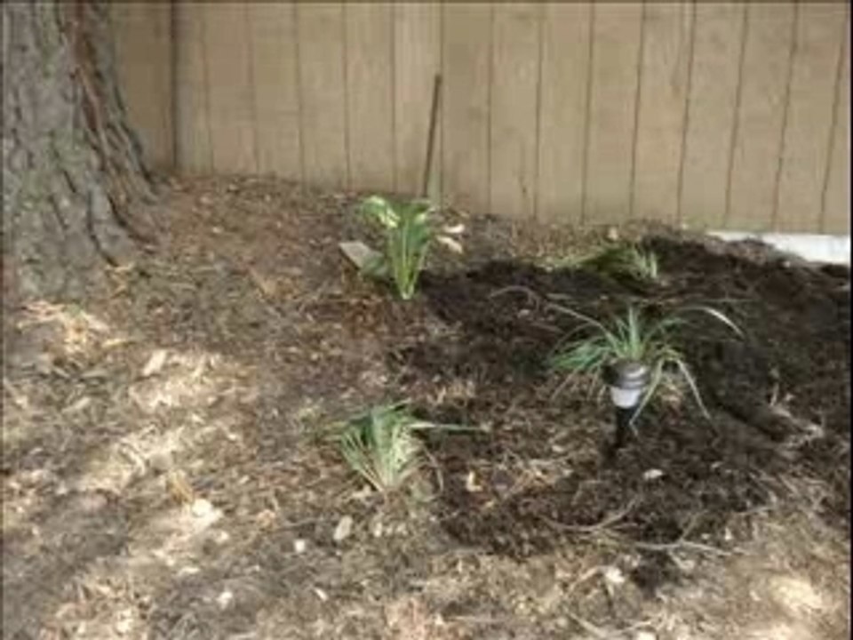 Backyard Photos