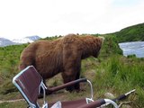 Bear sits next to guy