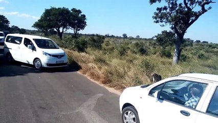 ▶ Must Watch ! Leopard Drags Impala Kill Across Road in Kruger National Park.