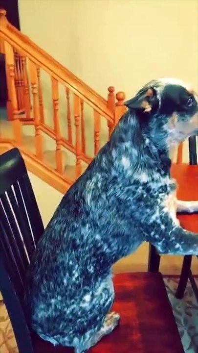 Ce chien est le grand gagnant du Mannequin Challenge !