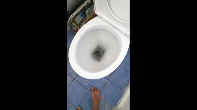 Regardez ce qui remonte des toilettes au moment de tirer la chasse.... Flippant