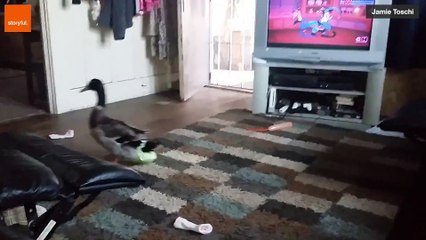 Ce canard fait partie d'une famille et se baigne même avec les enfants !