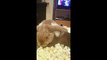 Ce lapin trop mignon vient manger du pop corn pendant un film