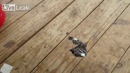 Yavru Kuşların Yemek İstemesi