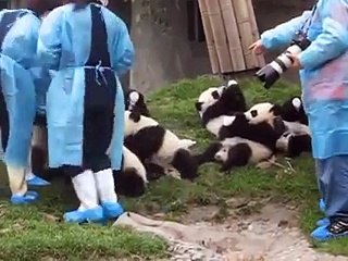 Yavru Pandaların Beslenme Saati