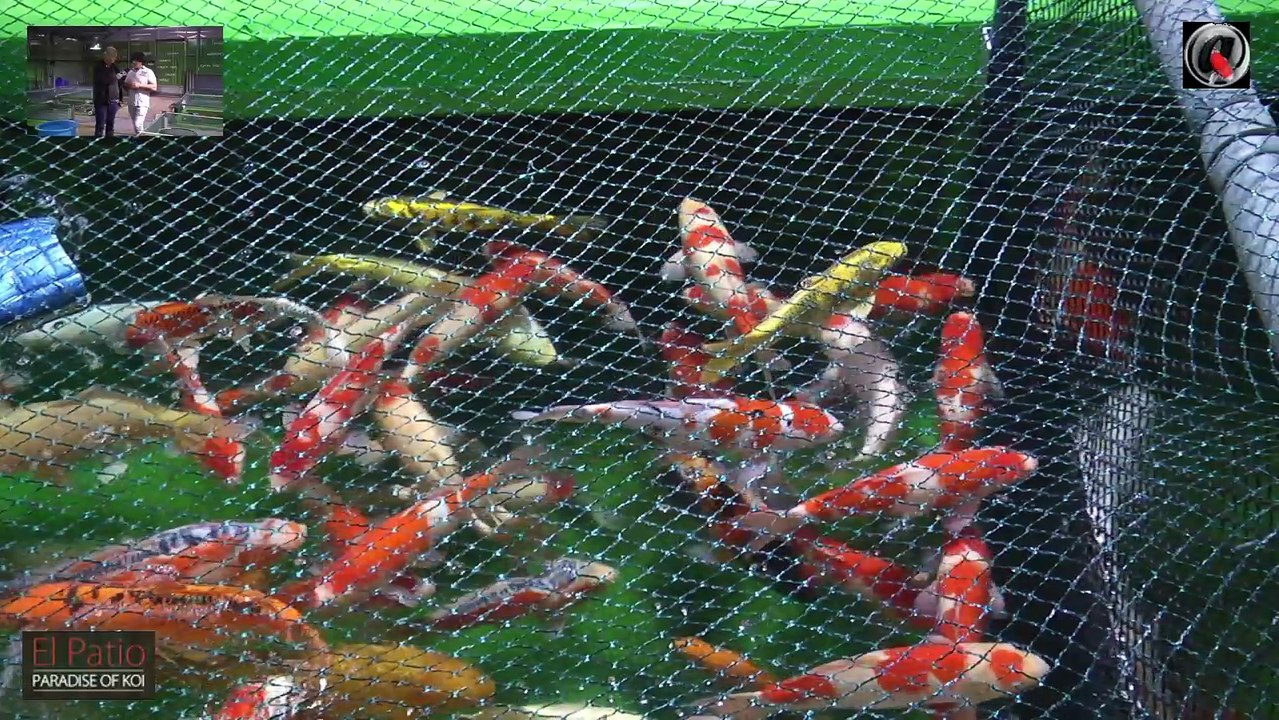 El Patio les koi d'automne 2016