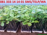 T-SEL 081 333 14 14 01 Pengembangan Hutan