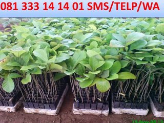 T-SEL 081 333 14 14 01 Perkebunan Jabon (2)