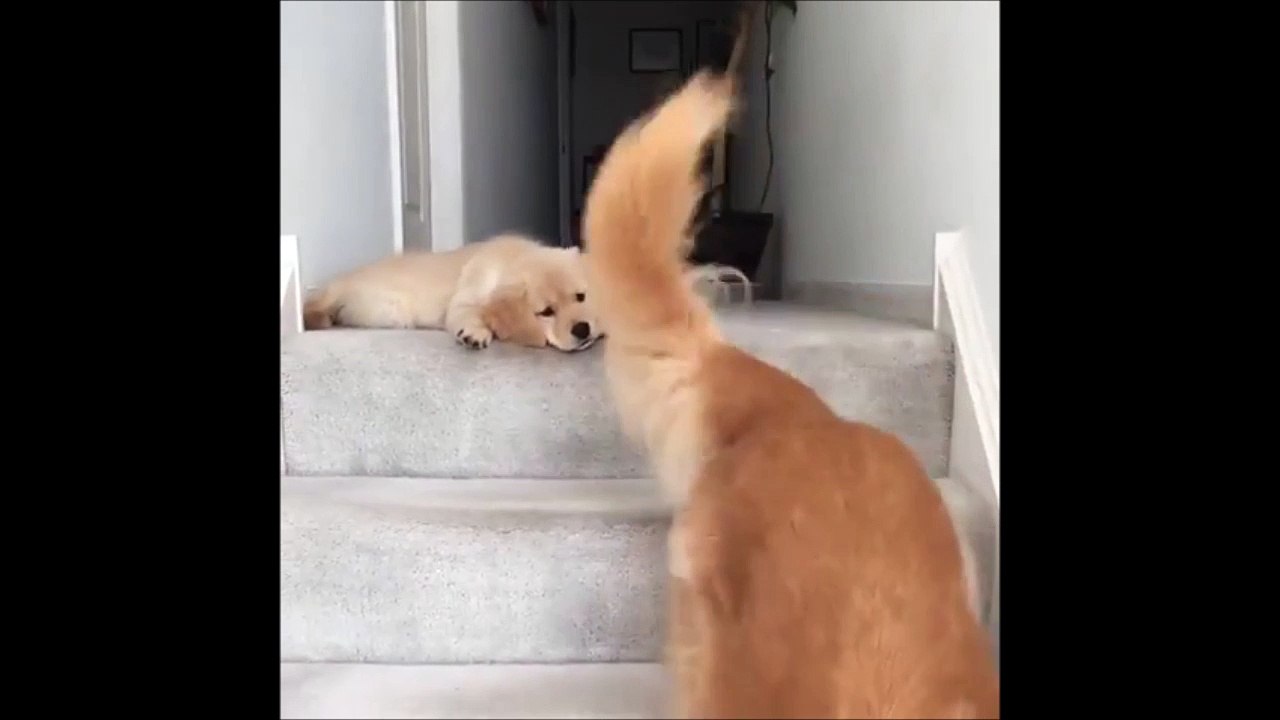 Ce chiot découvre les escaliers !