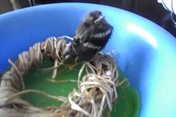 Uccellino salvato fotogenico protagonista