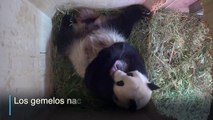 Pandas gemelos de Viena tienen nombre