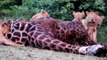▶ Kruger Sightings - 5 Lions Feeding on a Giraffe Kill next to the Road