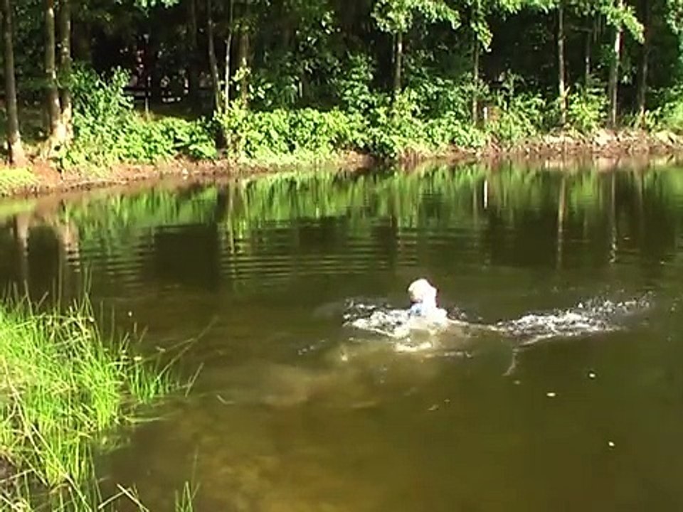 Die Weihnachtsfeier. So feiert man in Kattenvenne im Münsterland%21