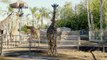 San Diego Zoo Welcomes Giraffe Calf to Herd