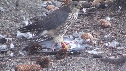 Un faucon dévore un pigeon