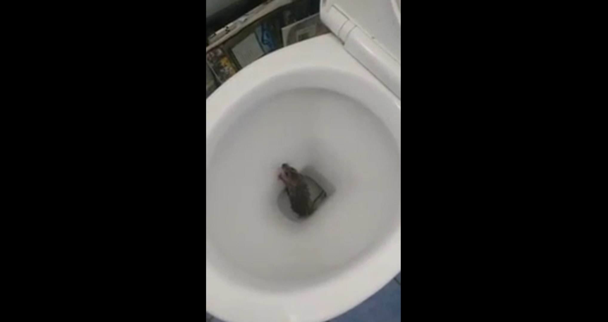 Surprise en tirant la chasse d'eau...un rat - Vidéo Dailymotion