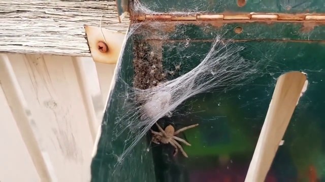 Des centaines de bébés araignées dans sa boite aux lettres