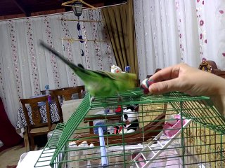 Muhabbet Kuşu - Fıstık