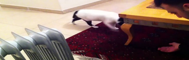 Funny cat playing fetch
