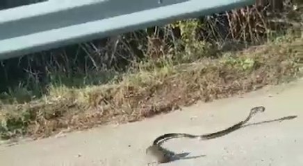 fareden yılana şok etkisi